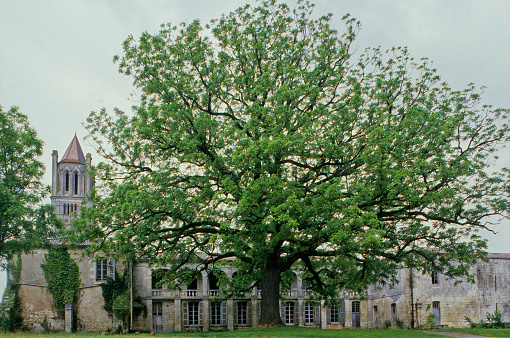 Black walnut tree of Sablonceaux planted by Marquis De Lafayette to celebrate the independence of america