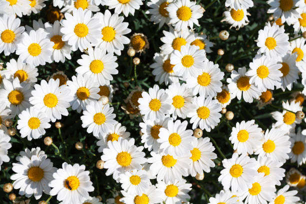 istock Directly above wild daisy Leucanthemum flowers 1313275844