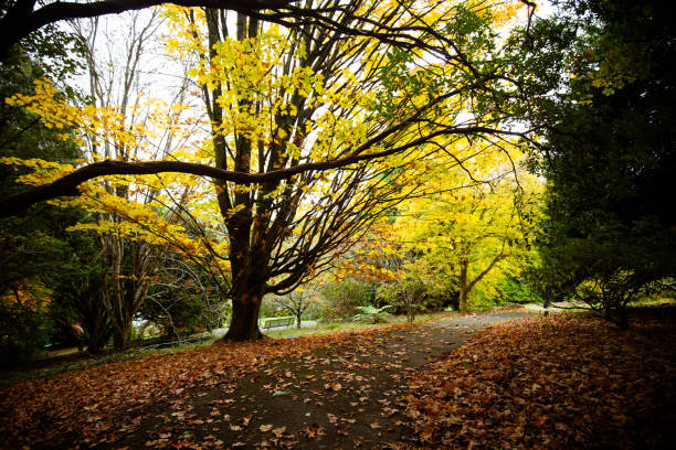 istock Pirianda Gardens in Victoria Australia 1313276340