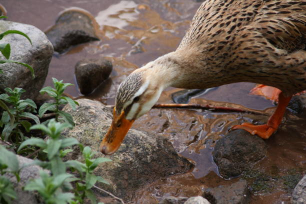 istock A Brown Feathered Goose Bowed Down by the Melendiz River in Ihlara Valley 1313277309
