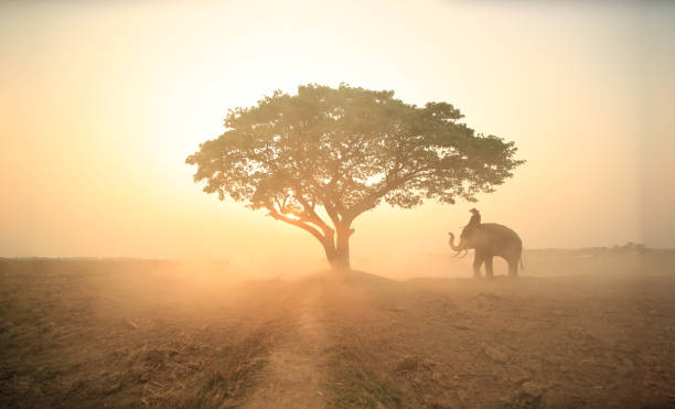 istock Man Sitting On Elephant By Tree Against Sky 1313277974