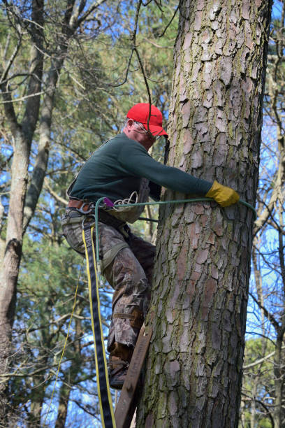 istock Bird Bander Climbing to Owl Nest 1313278018