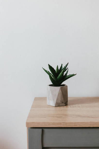 Succulent plant in a gray concrete pot on a tree table in a room minimal interior