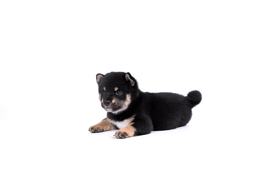 A black-brown Shiba Inu puppy lying on white background. Dog on isolated white background.