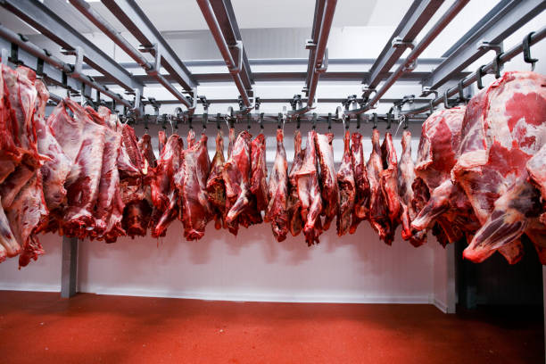 istock Half beef chunks fresh hung and arranged in a row in a large fridge in the fridge meat industry. Horizontal view. 1313279191