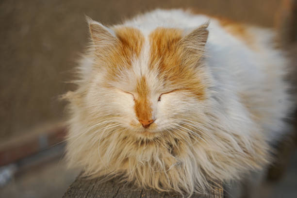 istock Cat resting on wooden chair 1313279193