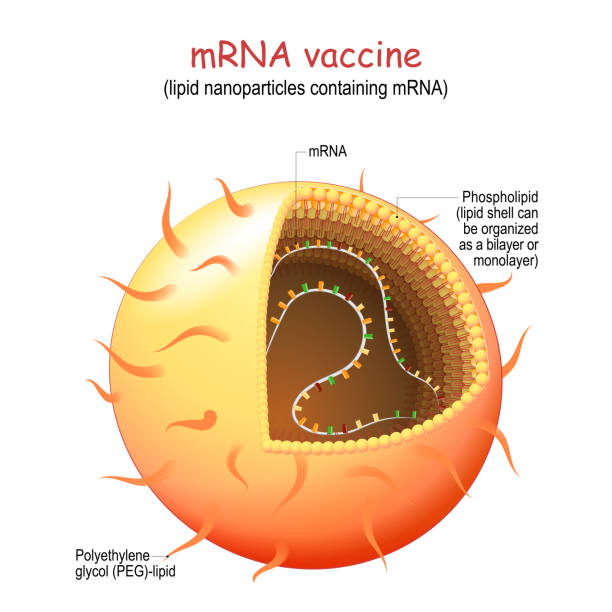 mRNA, or RNA vaccine. lipid nanoparticles (LNP) mRNA, or RNA vaccine. lipid nanoparticles (LNP) are novel pharmaceutical drug delivery system for produce an immune response for Viral Infection, or cancer immunotherapies. causing the cells to build the foreign protein that would normally be produced by a virus or by a cancer cell. nanoparticle stock illustrations