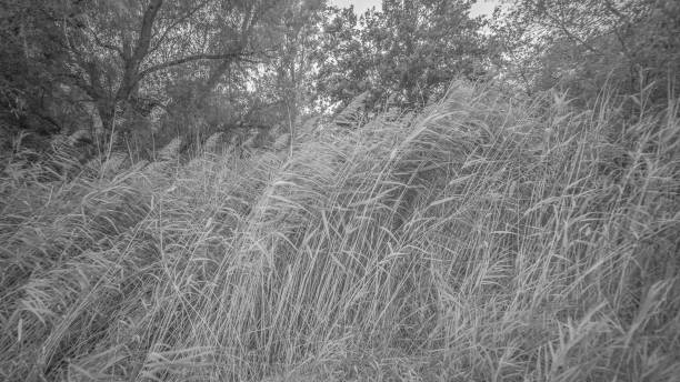 istock Grey grass landscape of northern germany 1313280822