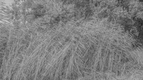 istock Grey grass landscape of northern germany 1313280831