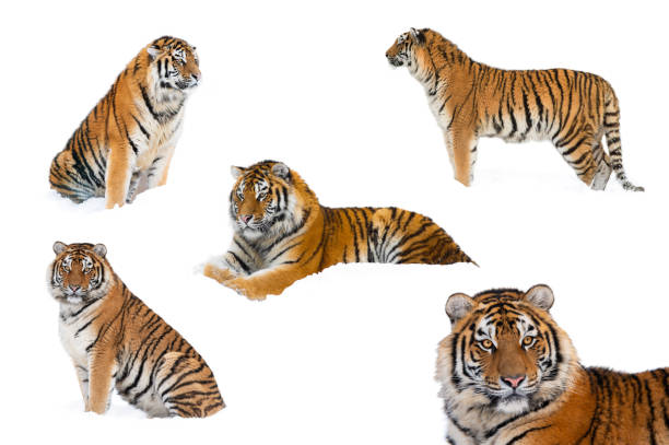 istock tigers in winter, tigers collage isolated on white 1313280854