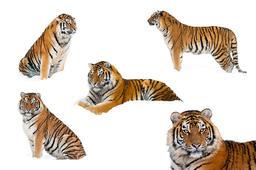 collection of  bengal tiger isolated  on white background