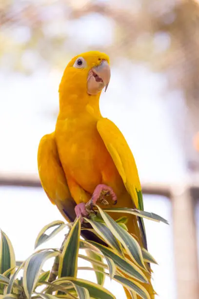 yellow and green bird known as ararajuba on a perch in Rio de Janeiro.