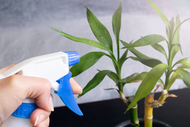 istock Watering a green home plant close up 1313285832