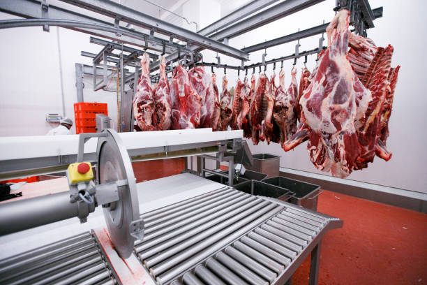 A lot of raw meat hung and arranged in a row in a processing meat production factory. Horizontal view. stock photo