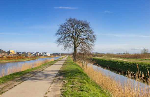 istock Tree along the canal in Nature reserve De Onlanden 1313286881
