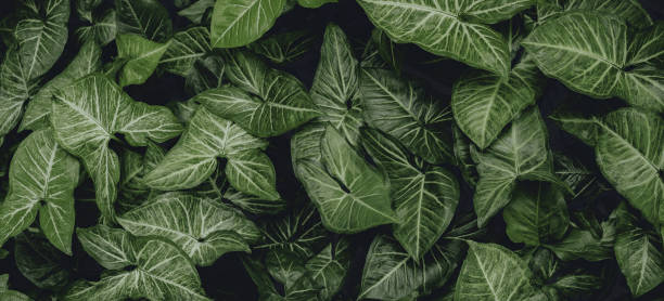 istock abstract green leaf texture, nature background, tropical leaf 1313286882