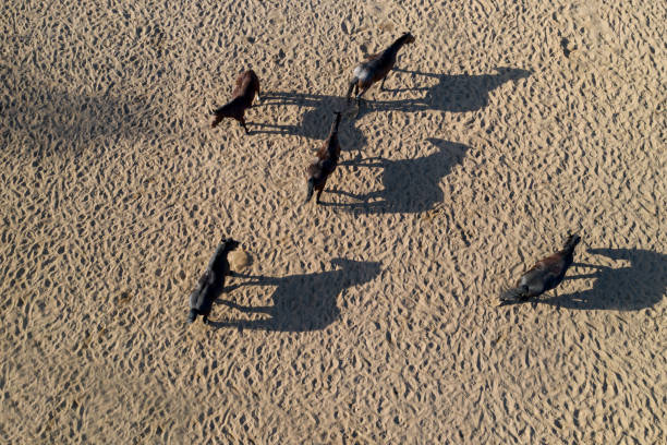 istock thoroughbred horses in the paddock top view. 1313287406