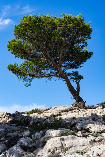 Pine tree in the Sierra de Tramuntana near Valldemossa on balearic island Mallorca. Spain, November 2016