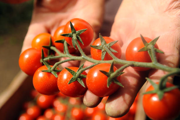 hand with real Pachino tomatoes in Sicily in the Portopalo di Capo Passero area near Pachino cultivation of Pachino tomatoes in Sicily in the Portopalo di Capo Passero area near Pachino portopalo stock pictures, royalty-free photos & images