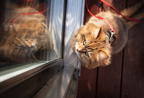 istock Cute Cat Waiting at Patio Door 1313290376