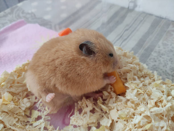 istock Cute syrian hamster eats a carrot with lifted leg 1313290538