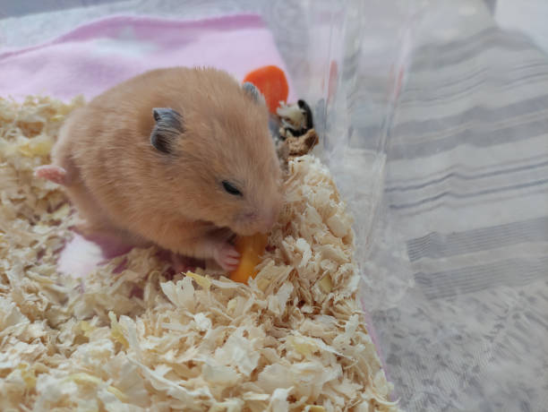istock Cute syrian hamster eats a carrot with lifted leg 1313290543