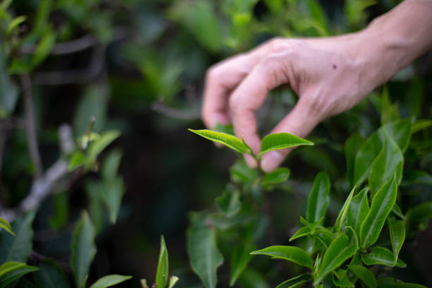 istock Hand is picking the tender shoots of Oolong tea. 1313291878