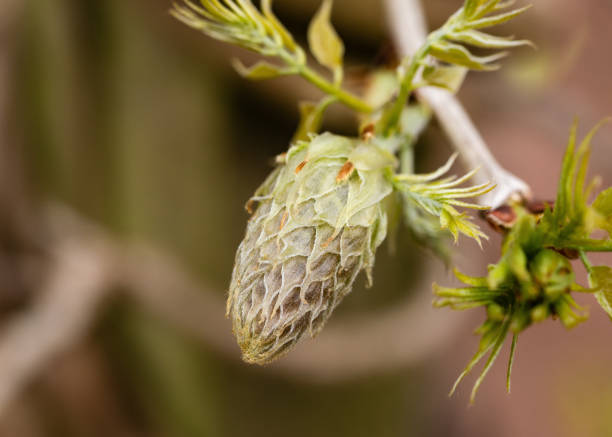 macro-foto del bocciolo di fiori di glicine nel giardino primaverile - spring bud horizontal color image foto e immagini stock