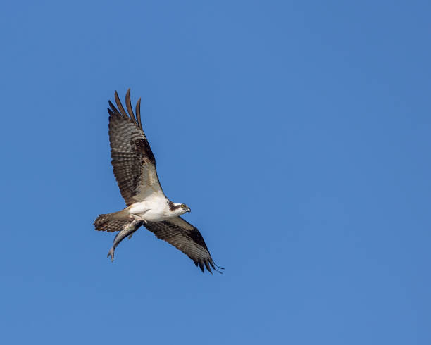 istock An osprey flies with a channel catfish in its talons 1313296300
