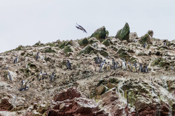 пингвин гумбольдта (spheniscus humboldti) на скалах островов баллестас в национальном парке паракас, перу. - humboldt penguin стоковые фото и изображения