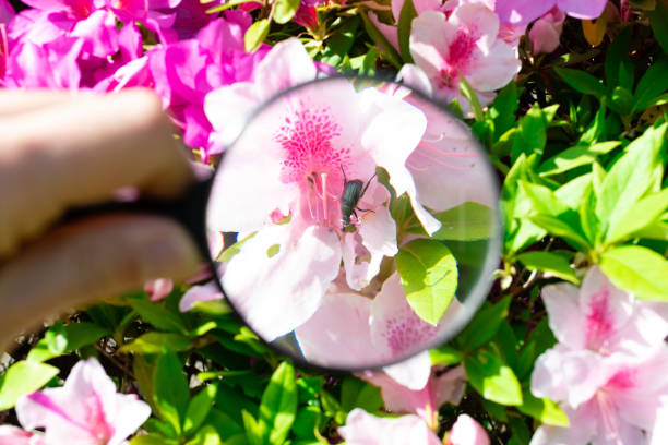 istock View Cetoniinae with a magnifying glass 1313297514
