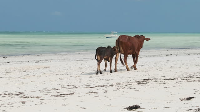 African Humpback Cow Feeds a Calf on a Tropical Sandy Beach by Ocean, Zanzibar