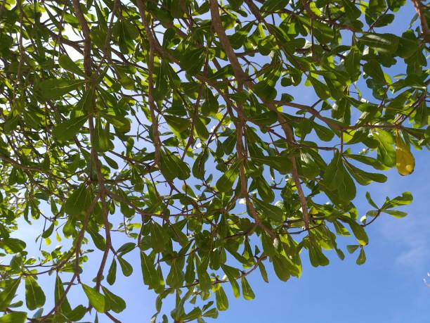 istock fresh green Terminaliaa leaves on blue sky 1313297542
