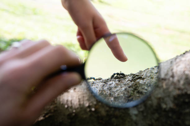 istock Parents and child observing ants with a magnifying glass 1313297588