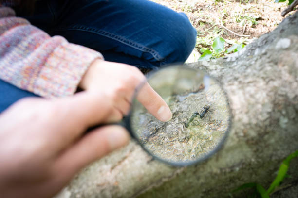 istock Parents and child observing ants with a magnifying glass 1313297626