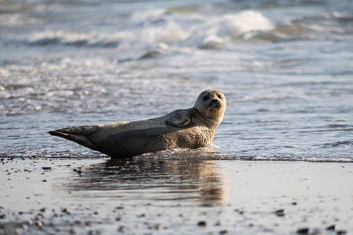 a seal in the surf of the sea