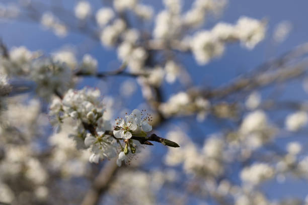 istock Close view of white cherry blossom branches in spring on a blurred blue sky background. 1313299118