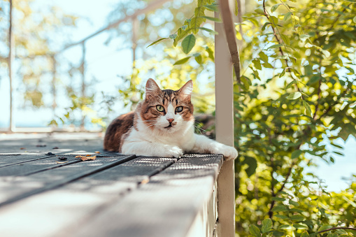 Fluffy tabby cat resting on a wooden veranda in summer with copy space. Rest and relaxation concept