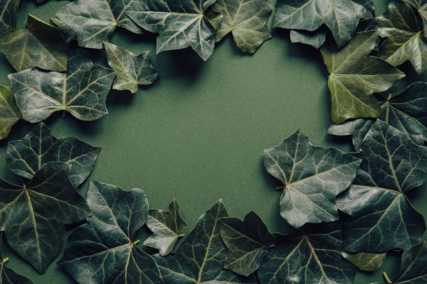 istock Green ivy leaves lying as a frame. Abstract nature concept background. Minimal style. Top view. Flat lay. 1313300148