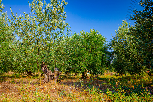 View on the canopies of green olive trees at plantation.