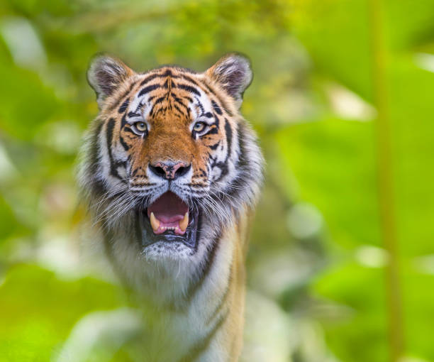 istock Siberian tiger standing looking at camera in jungle 1313302242