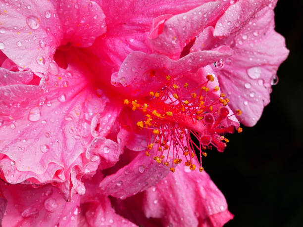Wet flower seen from close stock photo