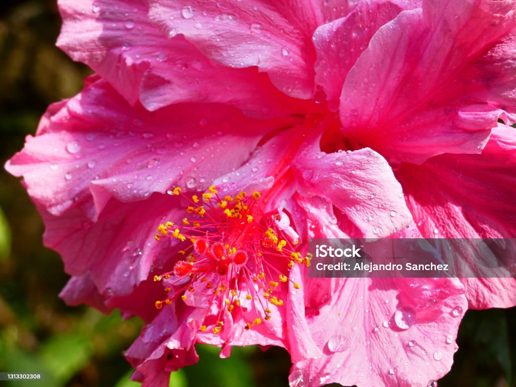 Wet flower in front of the plants Close up of a big pink and wet flower reflecting the sun rays and in front of some green plants. Beauty In Nature Stock Photo