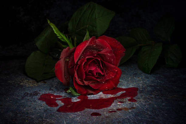 istock a still life of a rose with blood 1313302985