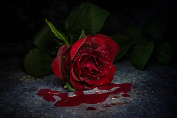 a still life of a rose with blood