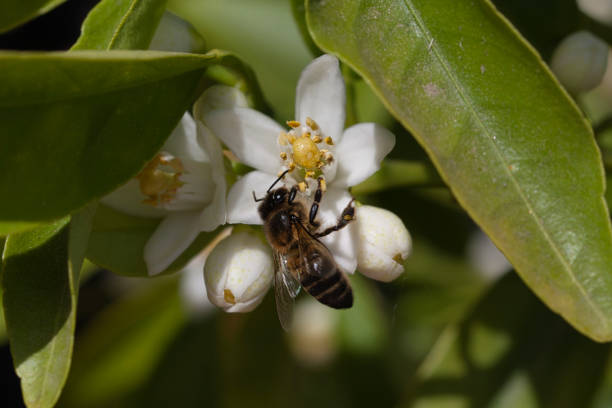 istock Bee working on a flower of a tangerine tree. 1313303325