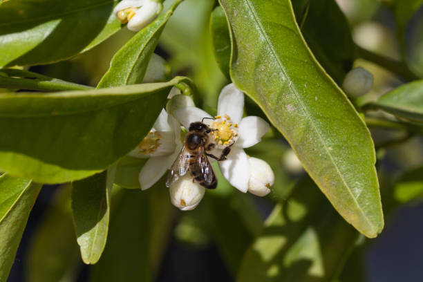 istock Bee working on a flower of a tangerine tree. 1313303344