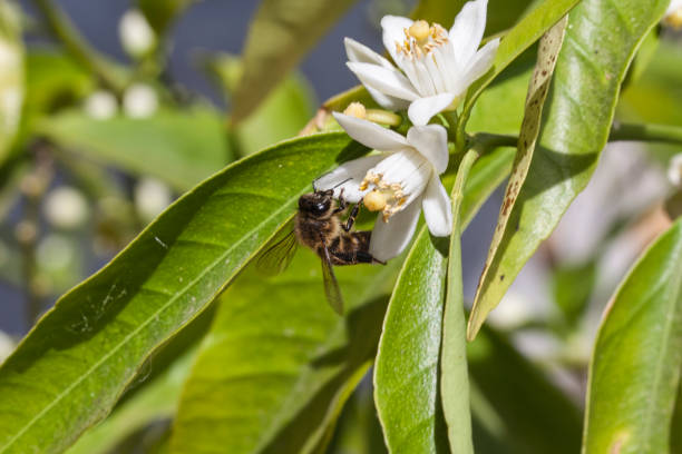 istock Bee working on a flower of a tangerine tree. 1313303345