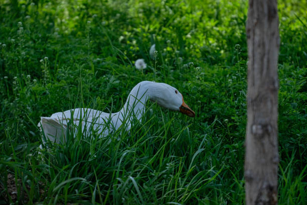 istock White geese in green grass on a walk in the field 1313304236