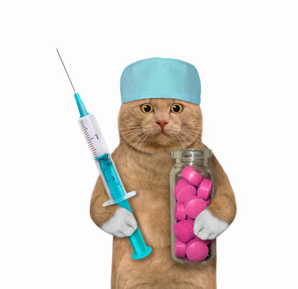 istock Cat reddish holds pink pills and syringe 1313304788